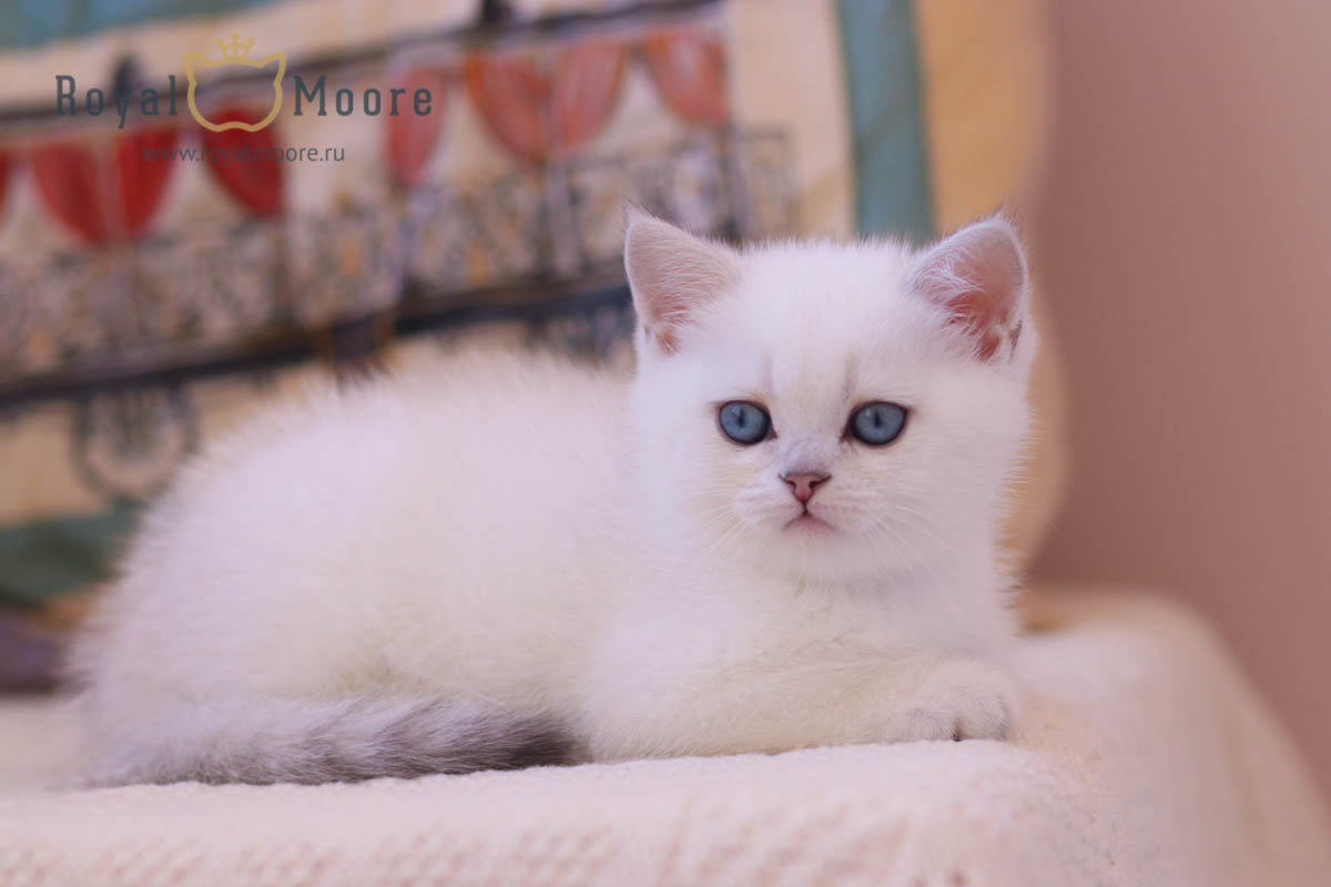eleonora_glorious_02