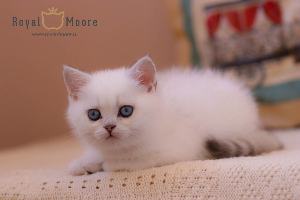 eleonora_glorious_04