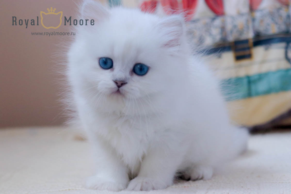 elf_cloudlet_05