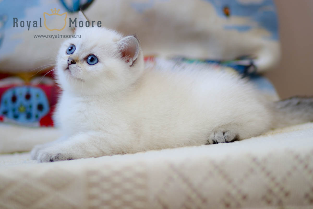 HANNI SOFIANE Royal Moore_03
