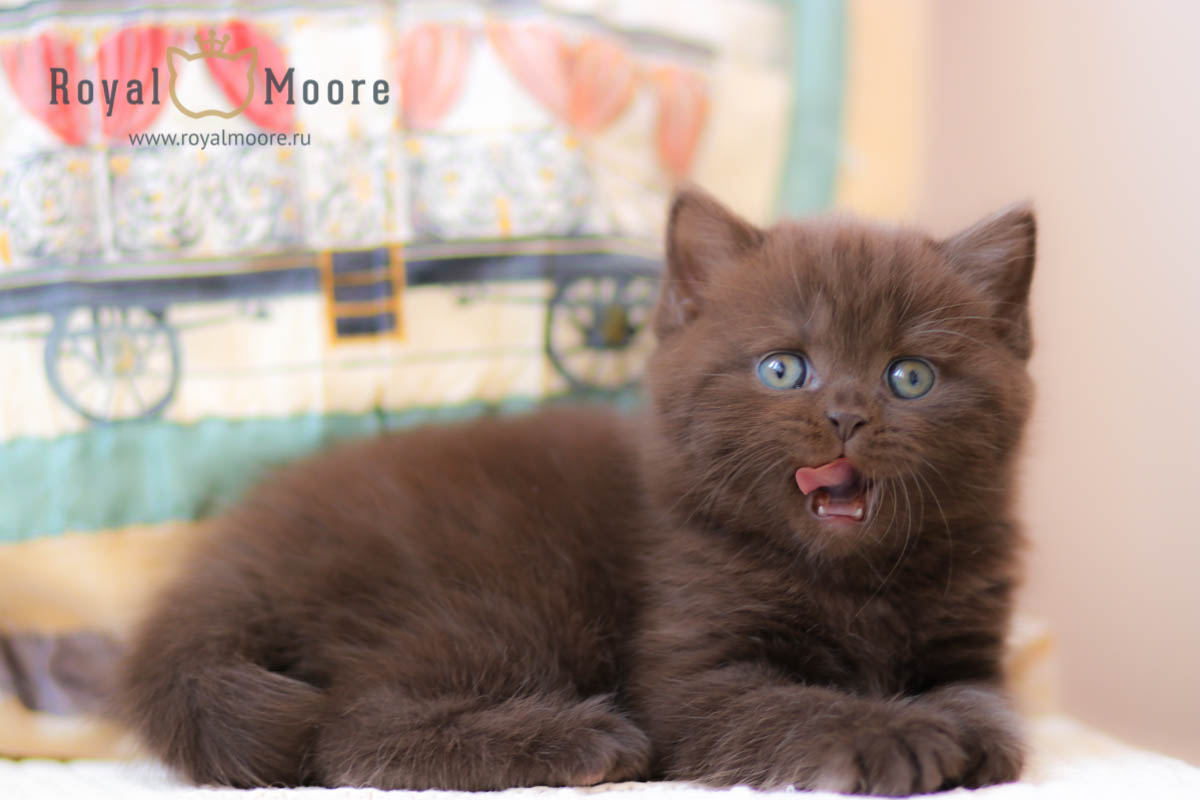 IMMANUEL BEAR Royal Moore_02