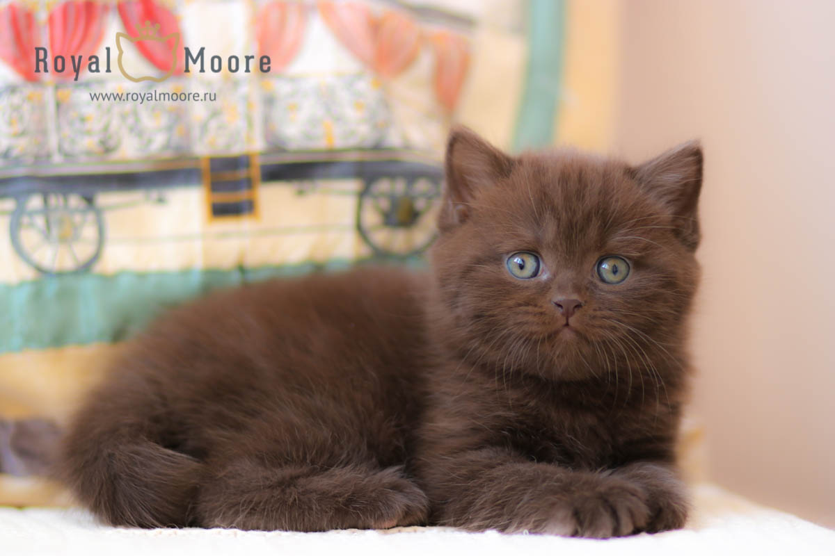 IMMANUEL BEAR Royal Moore_03