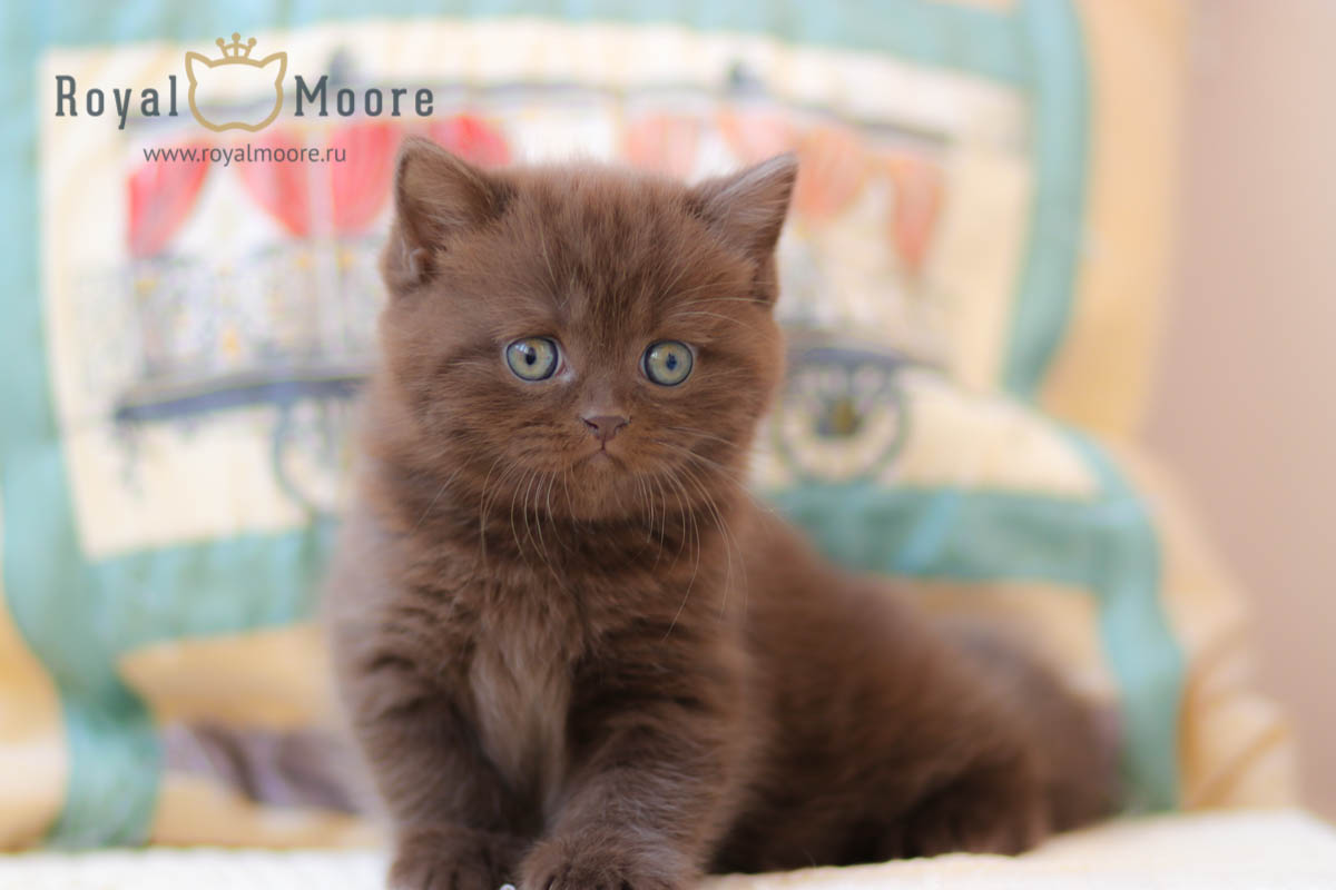 IMMANUEL BEAR Royal Moore_04