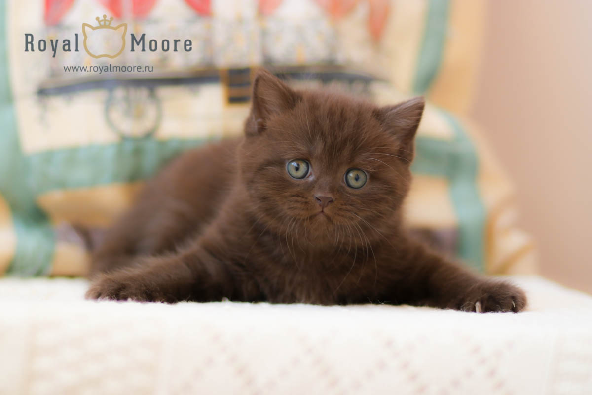 IMMANUEL BEAR Royal Moore_05