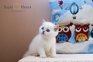 Lorenco Love_03