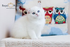 Umka Bear Royal Moore 02
