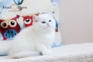 Umka Bear Royal Moore 05