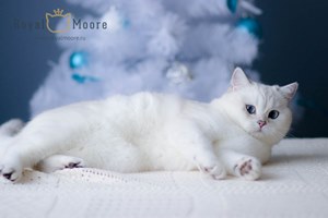 ASTRA-STAR ROYAL MOORE_05
