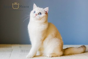 AVELINA-JOZE ROYAL MOORE