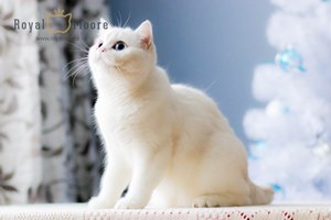 AVELINA-JOZE ROYAL MOORE_03