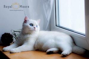 AVELINA-JOZE ROYAL MOORE_04