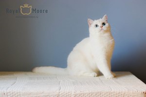 AVELINA-JOZE ROYAL MOORE_05