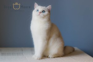 AVELINA-JOZE ROYAL MOORE_07