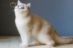 AVELINA-JOZE ROYAL MOORE_08