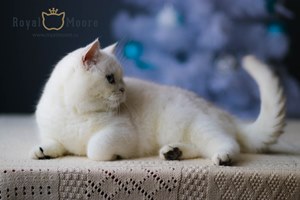 CH. UMA-TUILERIES FELIN SALUT