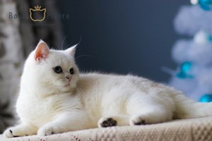 CH. UMA-TUILERIES FELIN SALUT_03