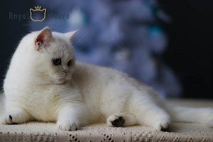 CH. UMA-TUILERIES FELIN SALUT_05