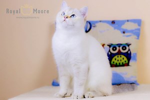 Cristal Shine Royal Moore