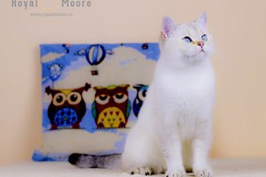 Cristal Shine Royal Moore_03