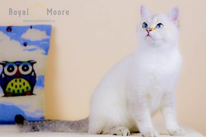 Cristal Shine Royal Moore_04
