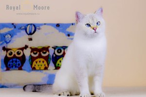 Cristal Shine Royal Moore_05