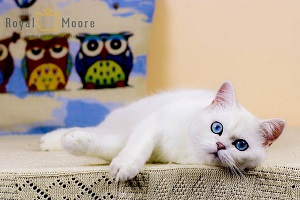 Deni Serebrity_05