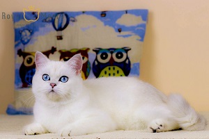 Deni Serebrity_06