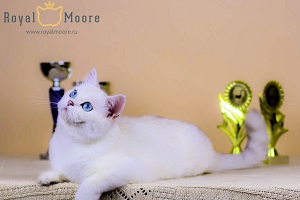 Deni Serebrity_08