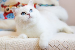 Deni Serebrity_12