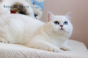 Deni Serebrity_13